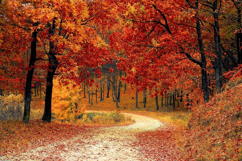 Scenic Hiking Trails